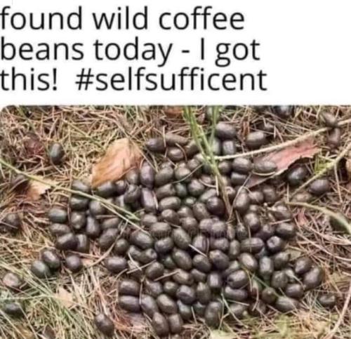 wildcoffeebeans