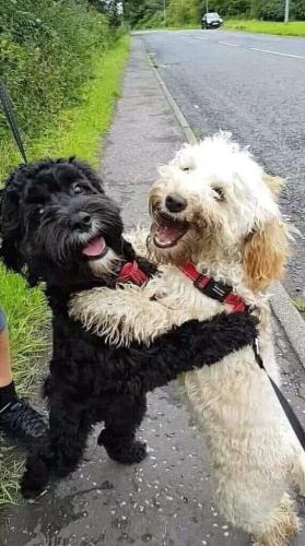 Happy Dogs