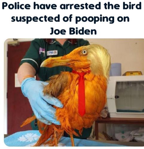 TrumpBirdPoopsOnJoe