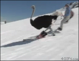 ostrich