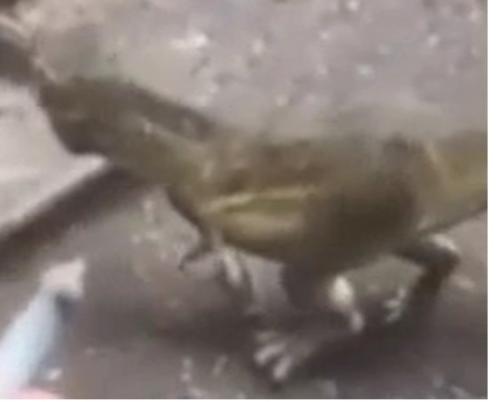 dinosaur