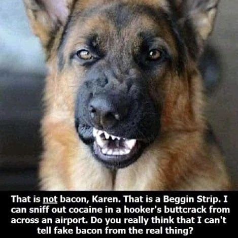Bacon