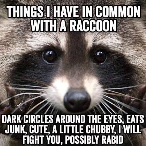 raccoon