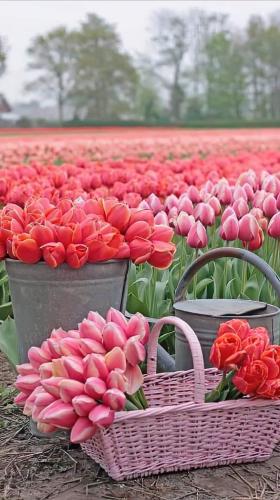 FB_IMG_1650654455541