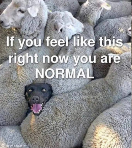 normal sheep