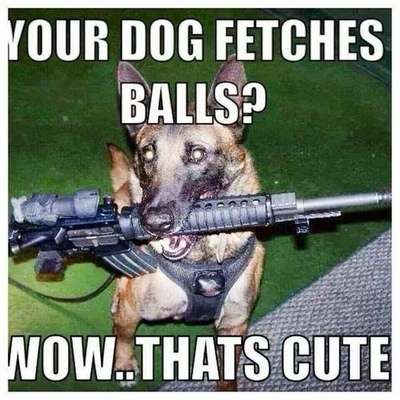 your dog fetches balls
