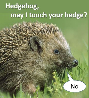 1hedgehogs