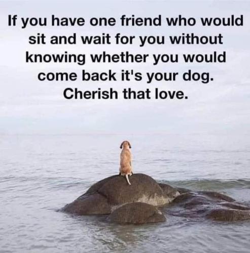 Dogs Waiting
