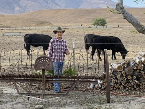 Cattle Firebaugh