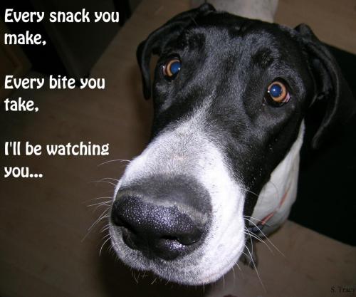 Great Dane - I'll be watching you