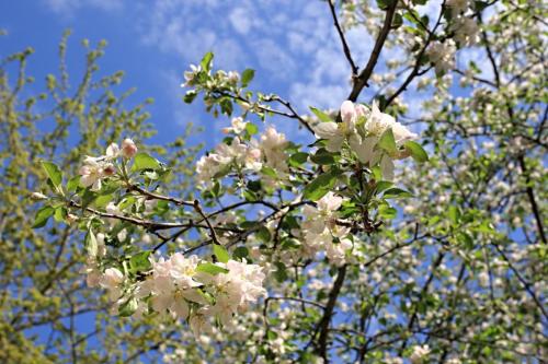 Apple Blossoms 2022 AR1_2311 NN