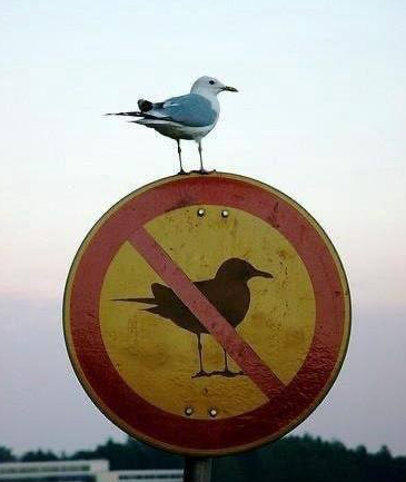 bird forbidden