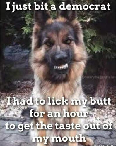 FB bit a democrat dog