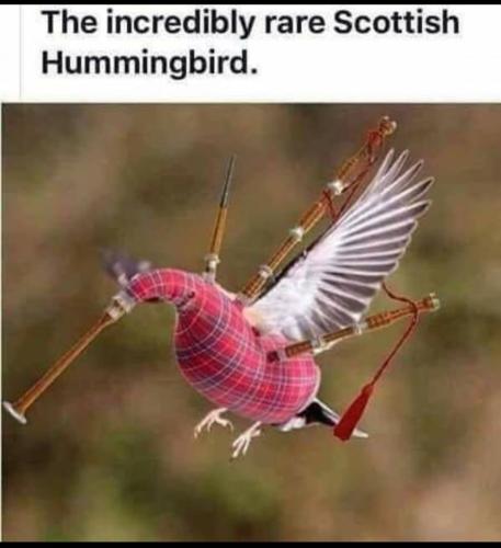 Scottish Hummingbird
