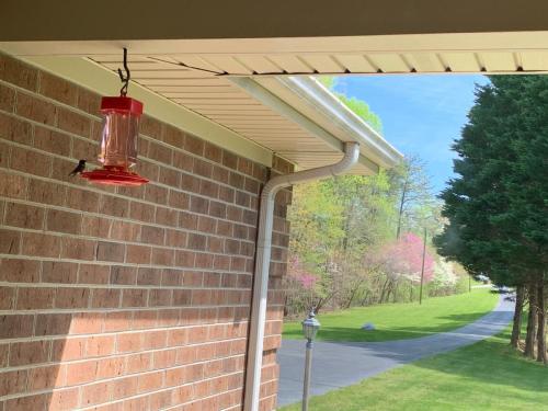 Hummingbird at Feeder