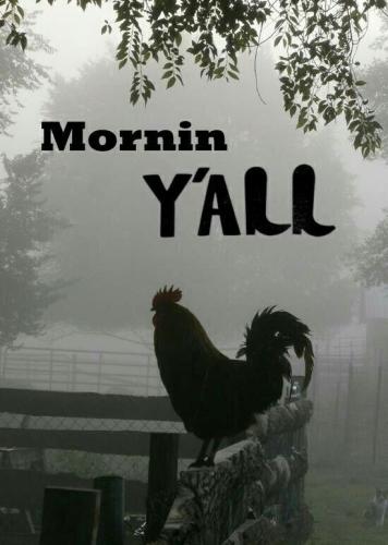 mrngyallrooster
