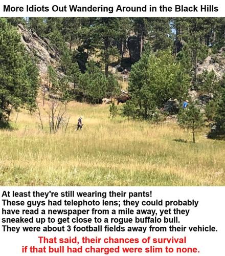 Dances with Buffalo