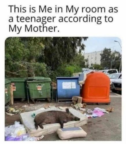 xephula_9dd24f9ab8e00ab7c45debb4624cc426