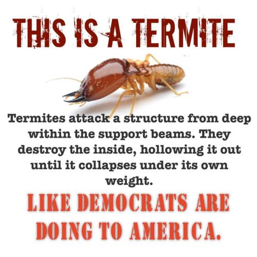 termite