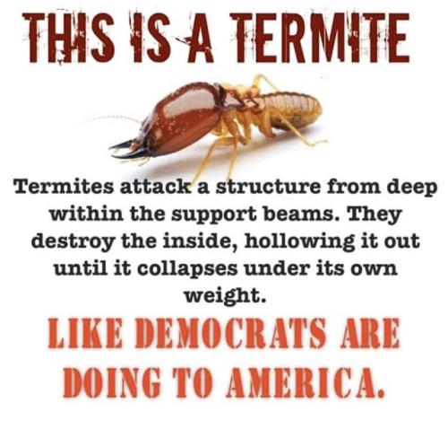 AA termites