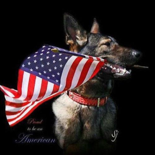 America - Dog with flag