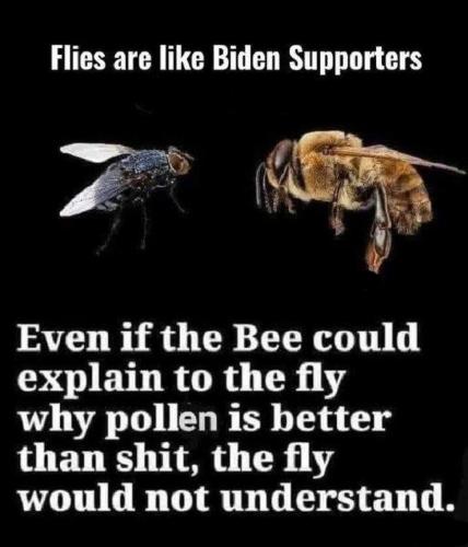 flies are like Biden supporters