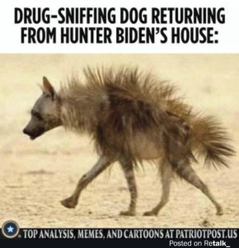 drug sniffing dog
