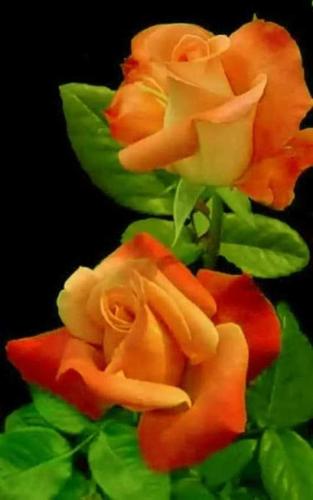 FB_IMG_1620094838437