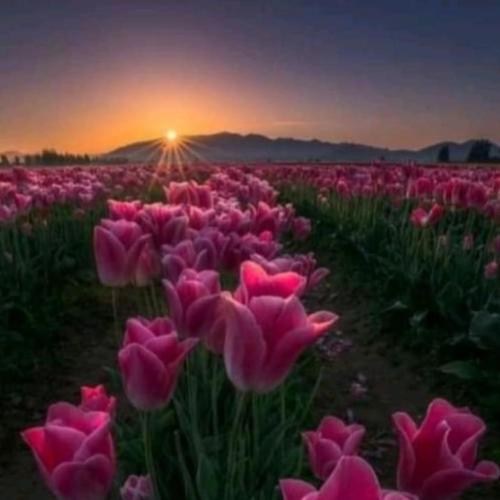 Good Night 43 - Sunset over tulips