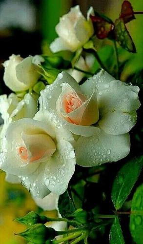 FB_IMG_1620094364971