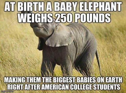 FB elephant
