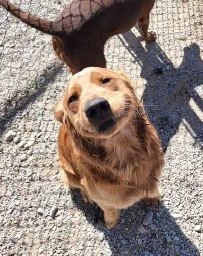 Happy Dog