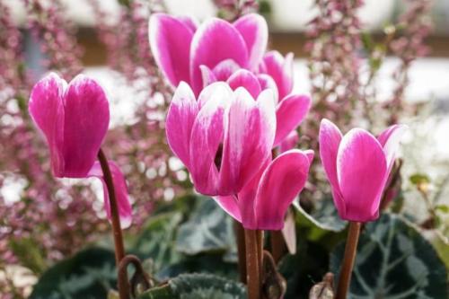 Cyclamens-Are-Flowers-That-Represent-Sadness-768x512