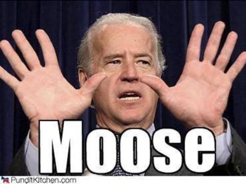 moosebiden
