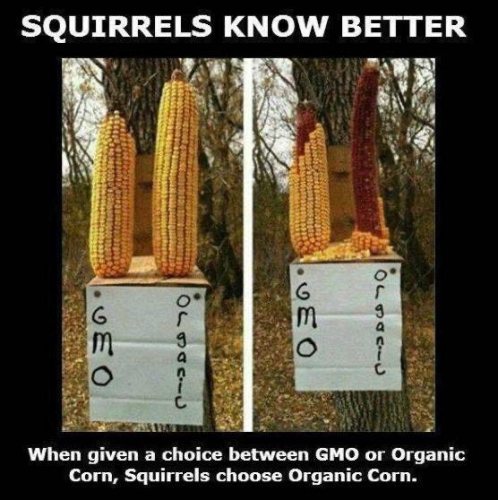 SQUIRRELS KNOW BETTER