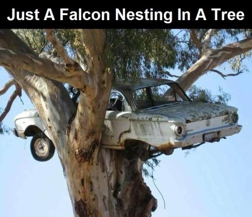 Just a Falcon nesting in a tree