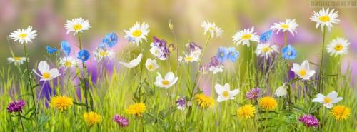 sunny-spring-flowers-facebook-cover