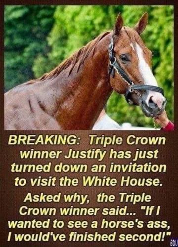 Horses Ass