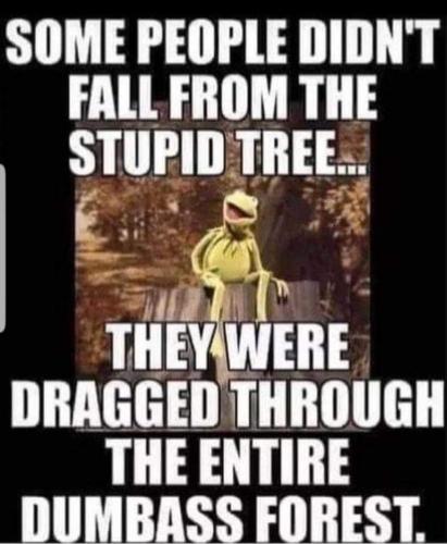 imgfrohggy