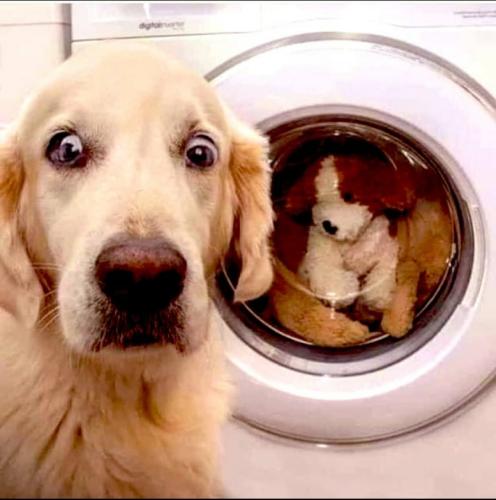 dog with doggies in dryer