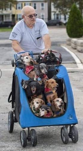 Dog Man