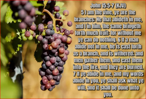 John 15,5