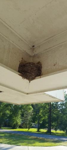 Swallow nest