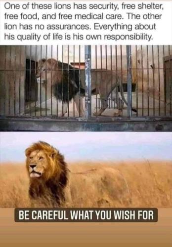 CagedandFreeLion
