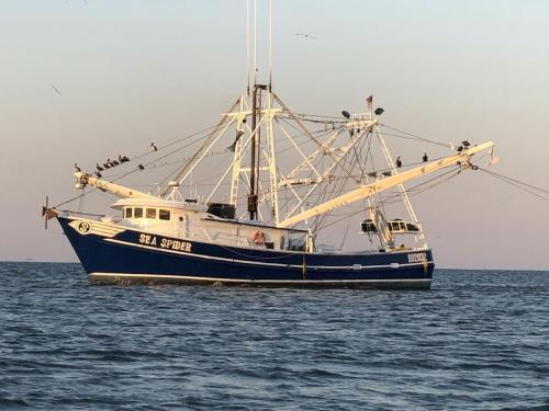 15 Jun 20 shimper off of dauphin island