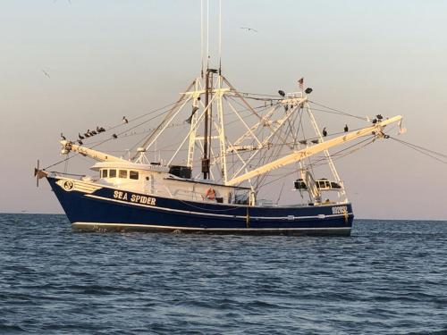 15 Jun 20 shimper off of dauphin island