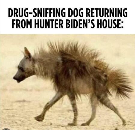 drug sniffing dog