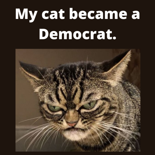 Democrat Cat