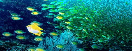 phi-phi-island-best-diving