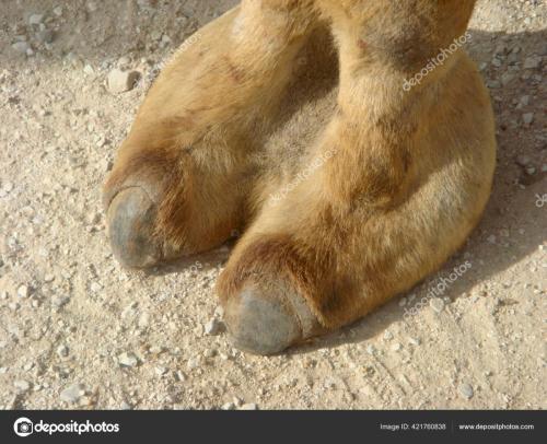 depositphotos_421760838-stock-photo-camel-toe-image-showing-camels